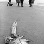 Série Caminhos do Mar 1979 – 07/ 1979