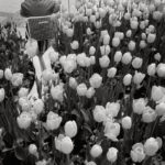 Série Europa Anos 1970– Tulipas